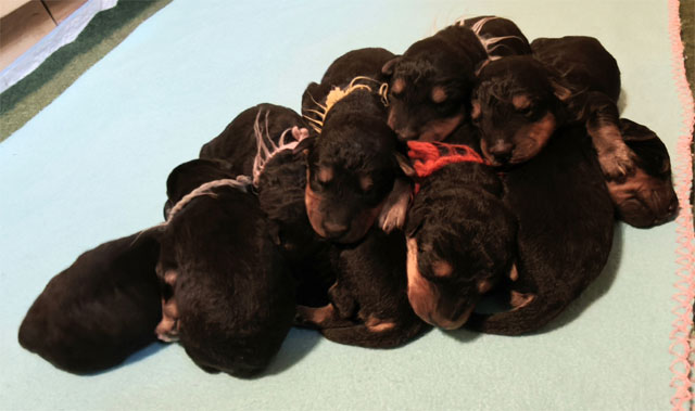 Wurf Airedale-Terrier Welpen